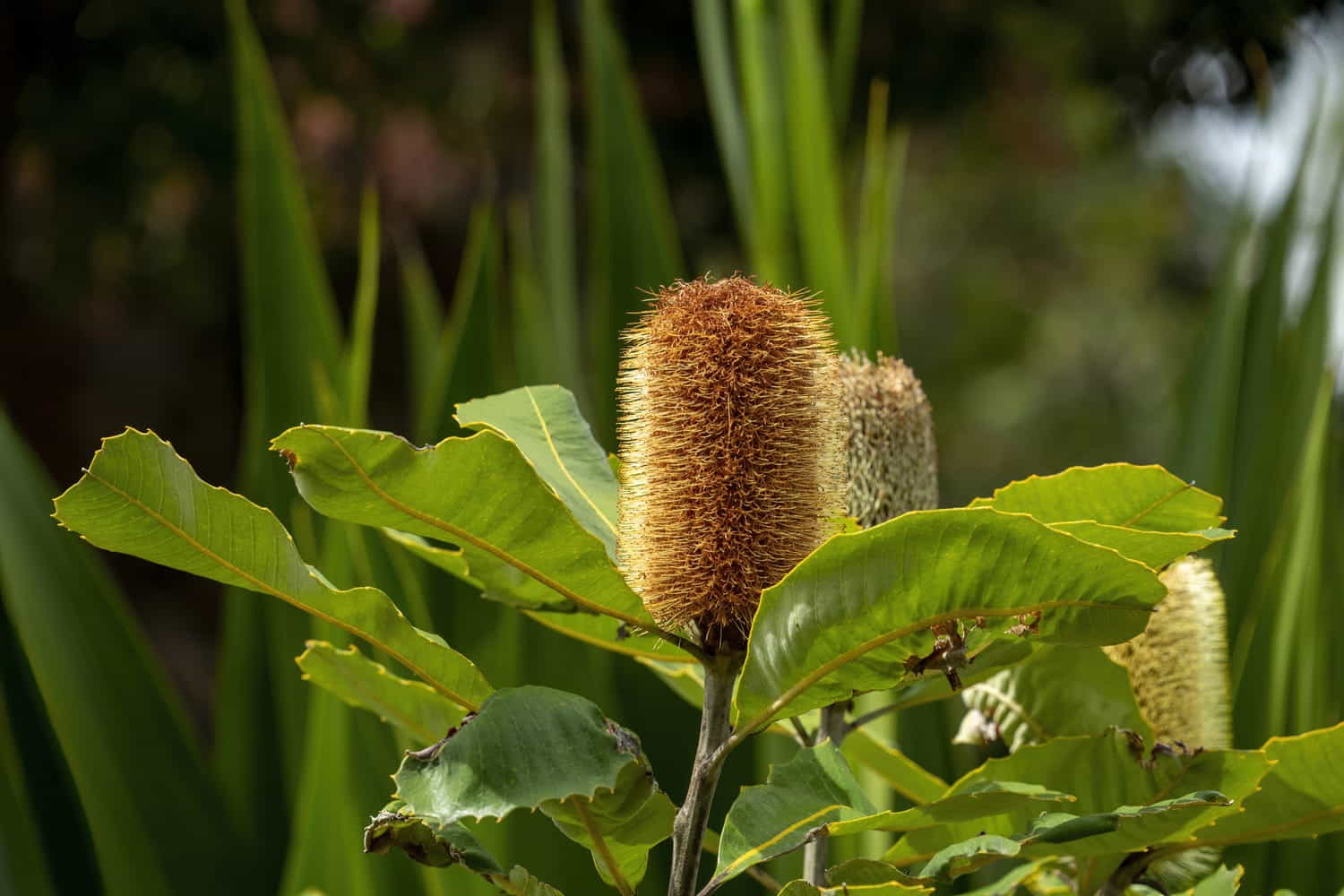 banksia robur