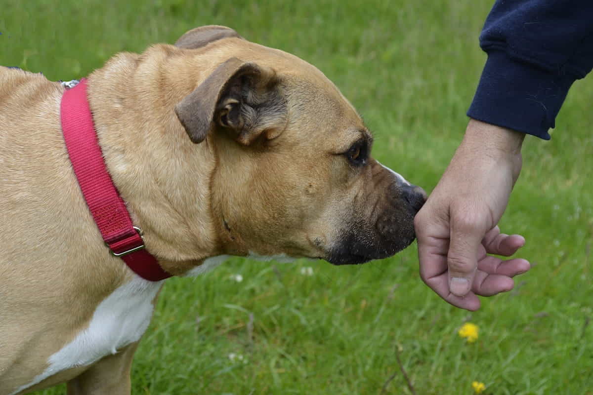 cancro ovaie fiuto cani