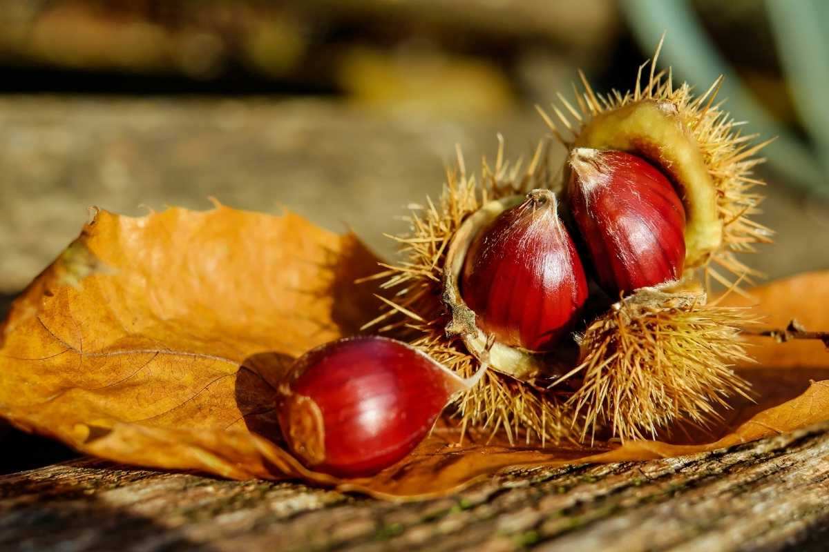 le castagne sono frutta