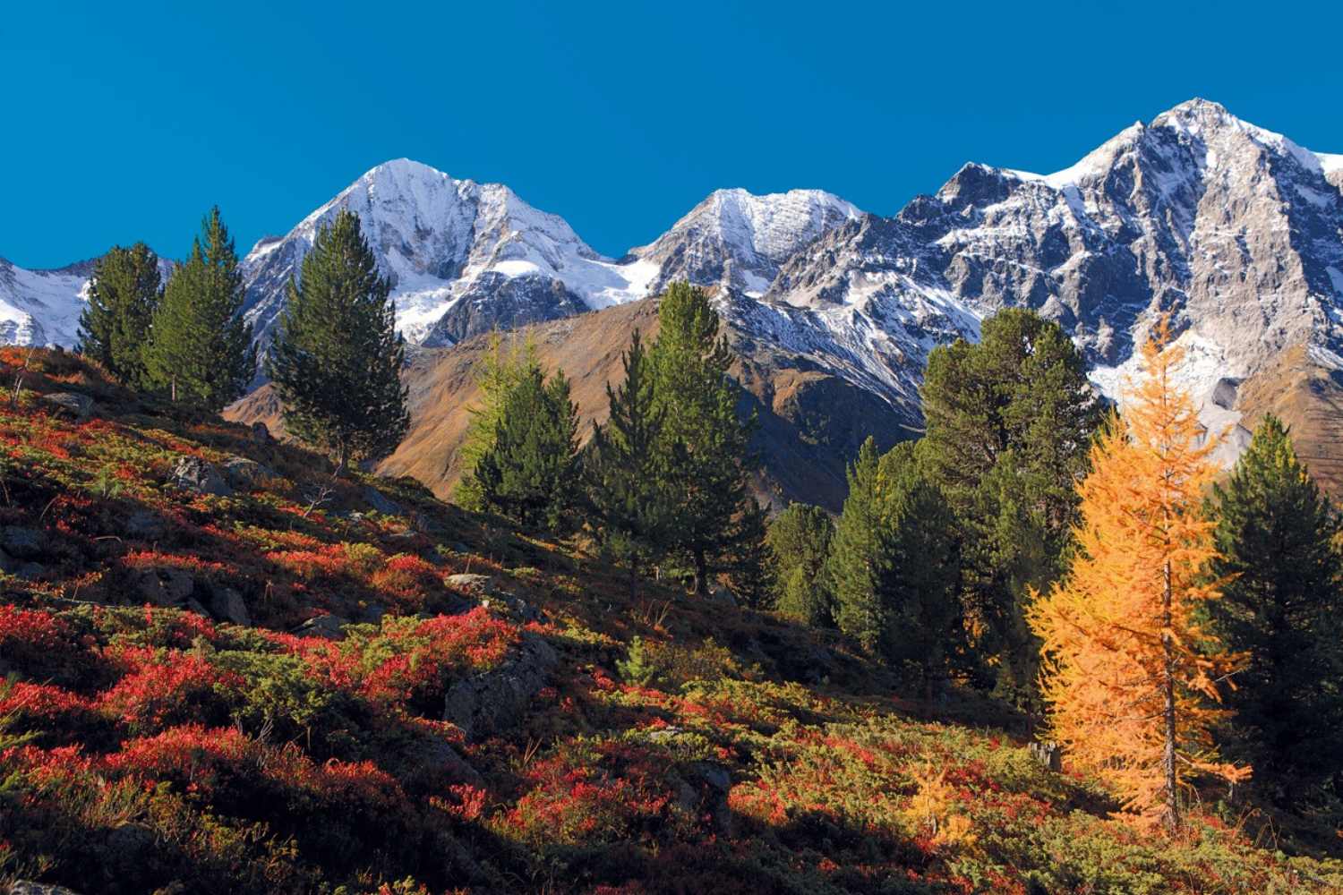 parco nazionale dello stelvio