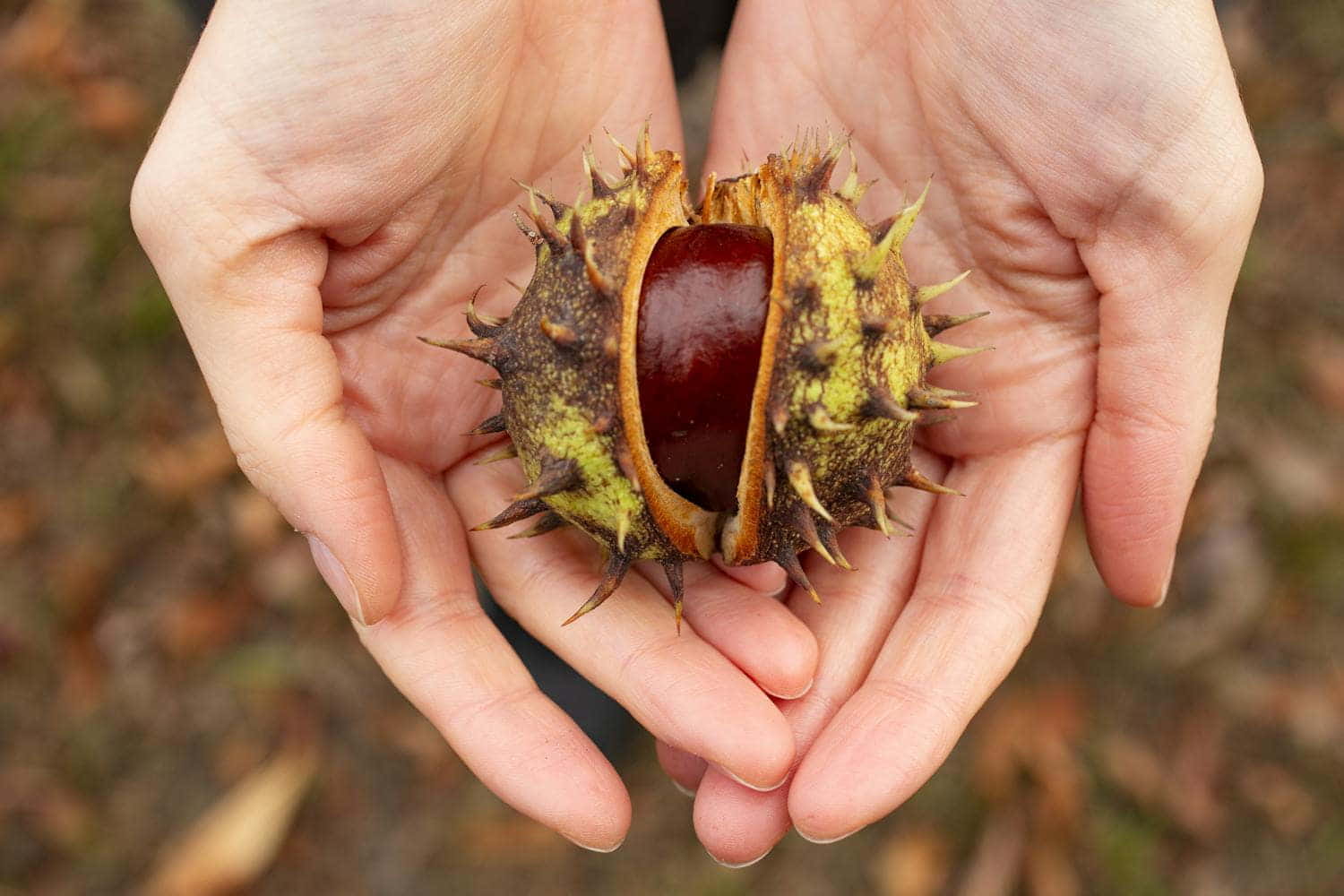 castagne diabete indice glicemico